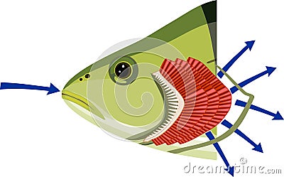 Fish head with gills isolated on white. Educational material with for biology lesson Vector Illustration